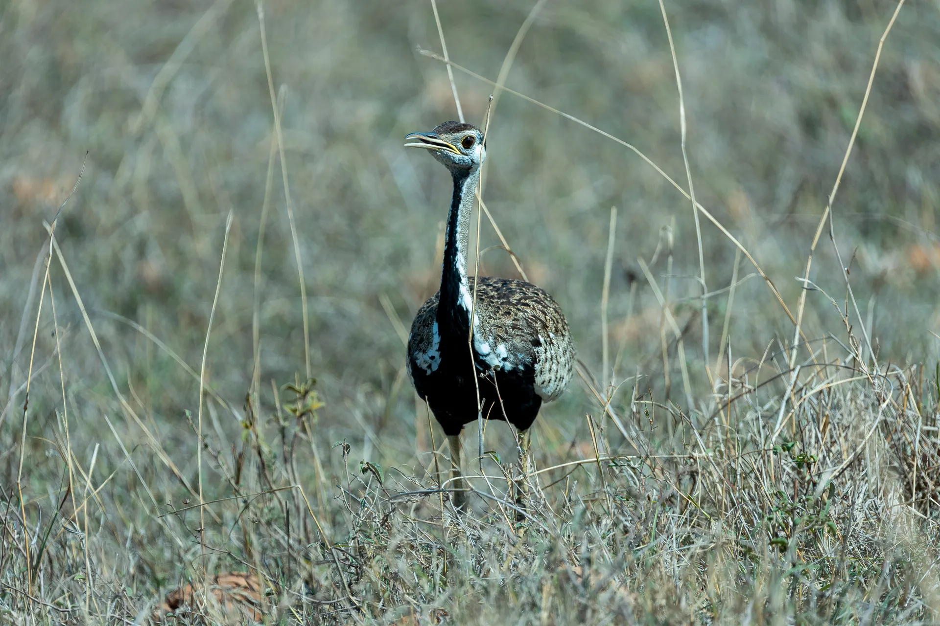 Wildlife in an East African safari landscape